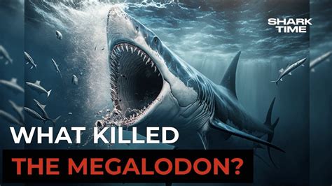 what killed the megalodon.